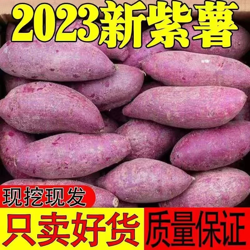 【5斤】新鲜沙地紫薯现挖现发黑美人5斤装