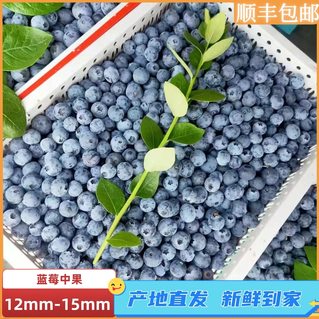 【蓝莓中果】精选蓝莓12+新鲜营养蓝莓水果