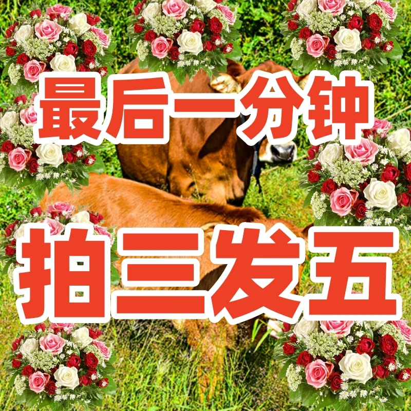 【鲜花专享】拍2发5到手5斤