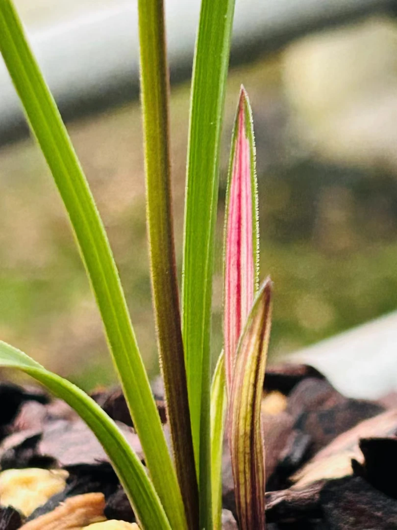 精品兰花，直播间一物一拍专用链接