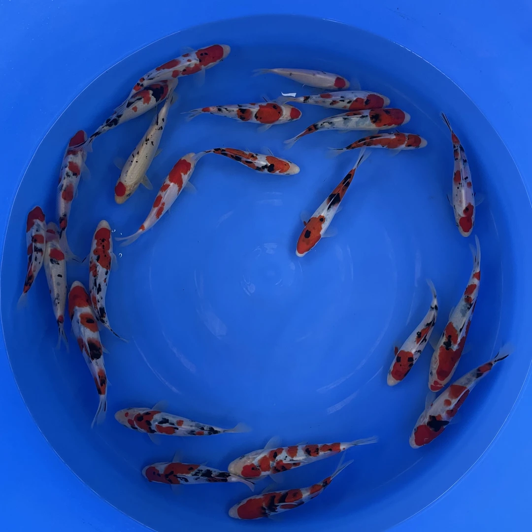 专注中高端精品，红白，大正，单色鲤，昭和，锦鲤，邯郸七年养鲤场