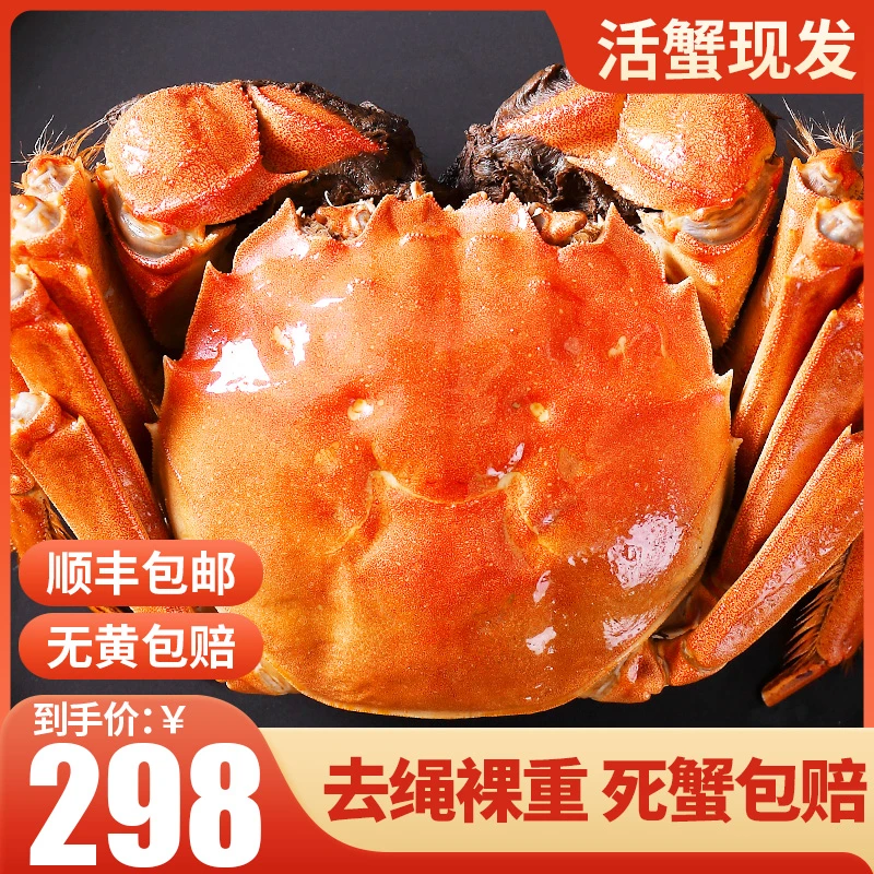 【活蟹现发】全母蟹3.1-2.8两8只礼盒装顺丰包邮国庆送礼Z