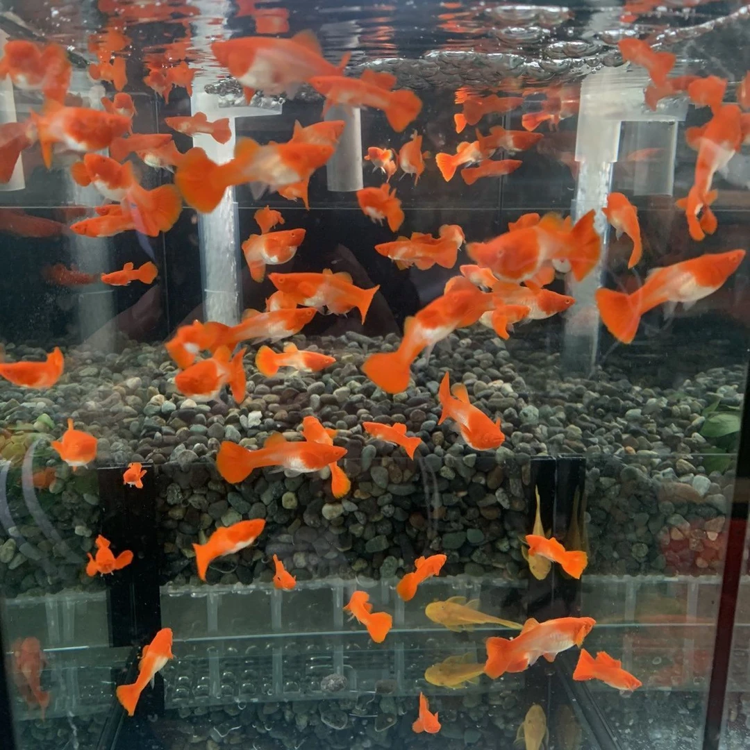 孔雀鱼鸿运当头分水（开箱视频，入缸不报损）