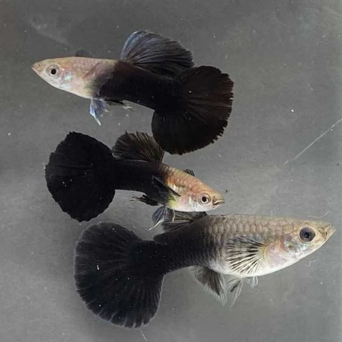 精品黑木炭孔雀鱼（开箱视频，入缸不报损）