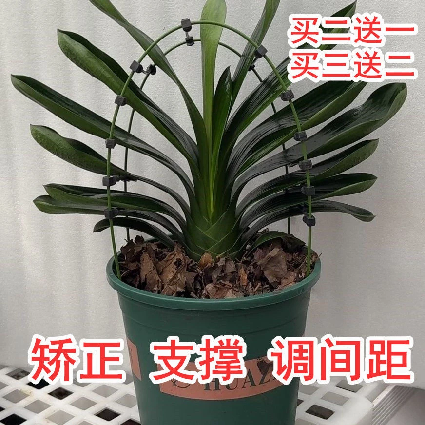 君子兰专用矫正花架定型矫正固定防长偏调整叶子间距夹子花杆子