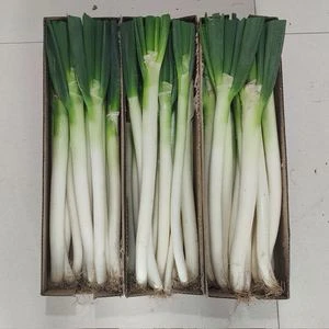 东北新大葱5斤包邮