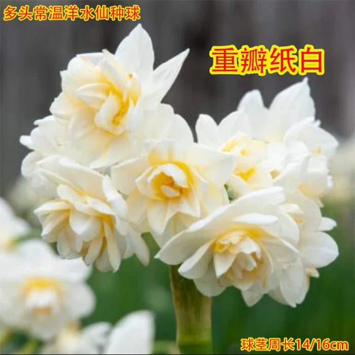 重瓣常温洋水仙种球地栽盆栽