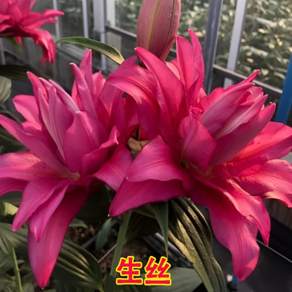 【生丝】重瓣玫瑰（球茎16/18）百合种球（3个球）