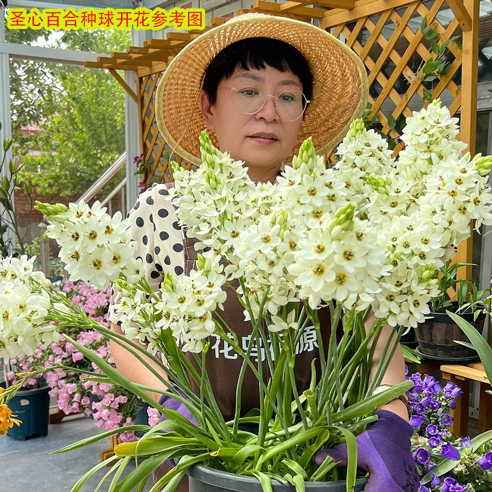 圣心百合（国产）种球盆栽5个球天气冷凉后盆栽