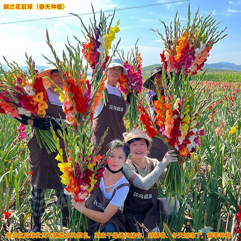 剑兰10球（花后球）（球茎周长14/16）唐菖蒲混品种发货春季种植