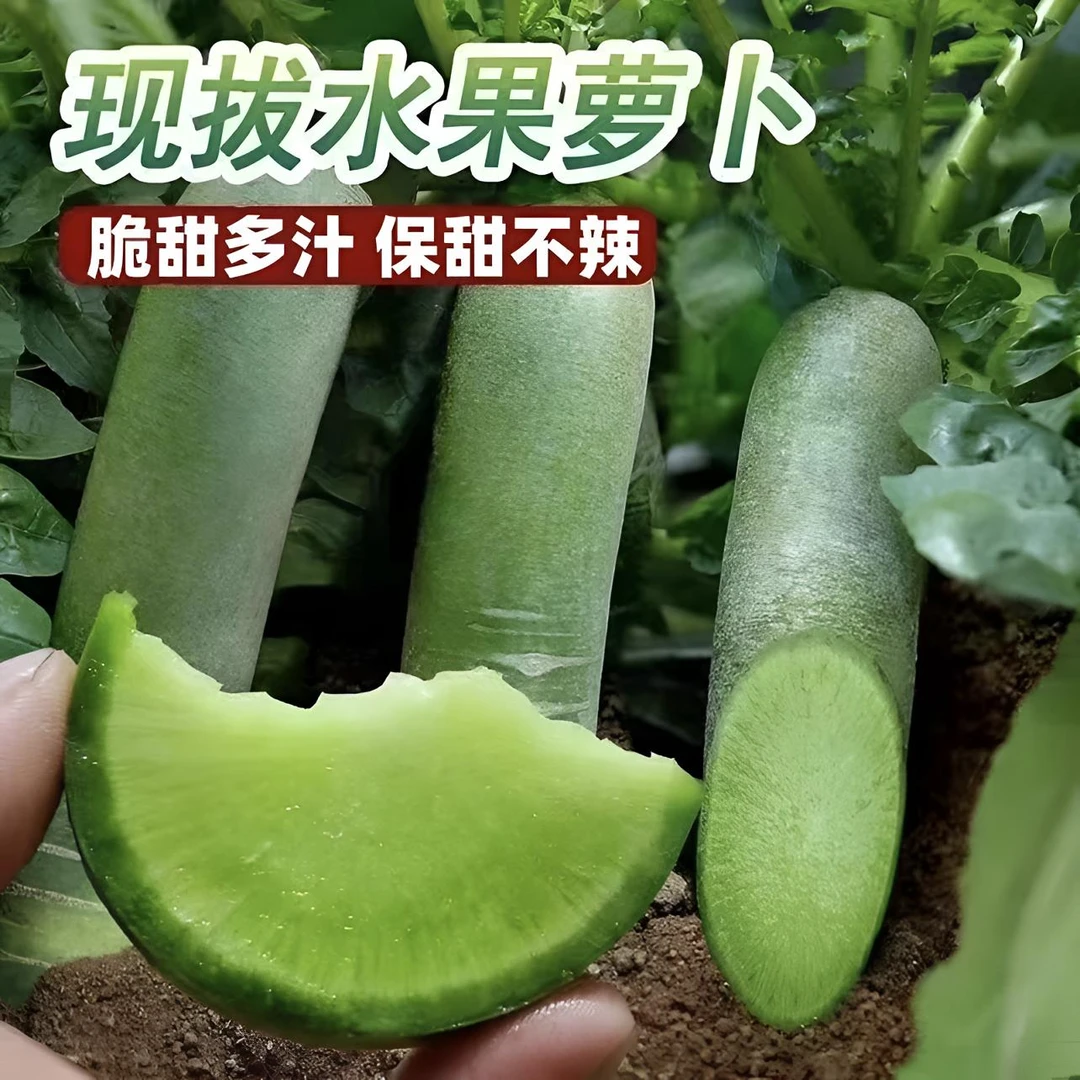 现挖现发新鲜甜脆沙土地青皮萝卜正宗山东潍坊水果萝卜生吃多汁