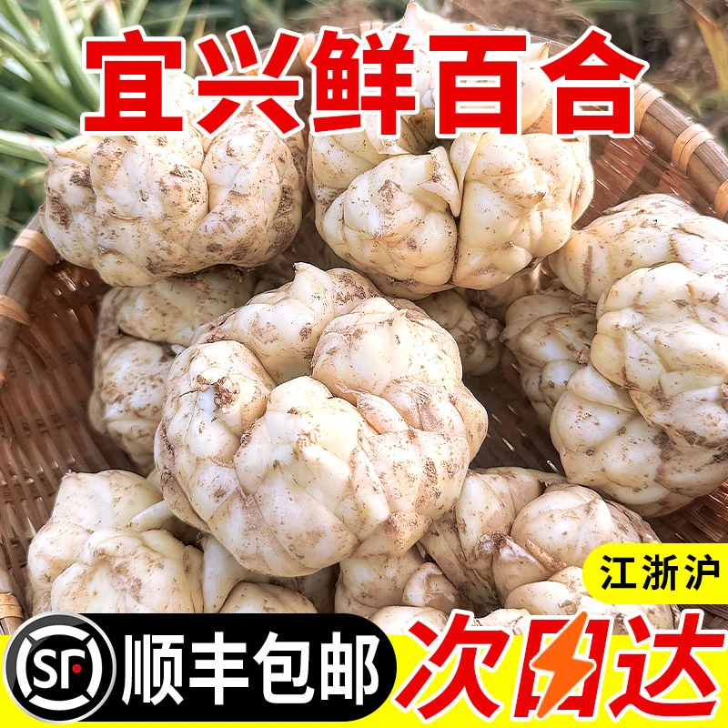 【微苦】宜兴百合新鲜大百合农家种植口感味苦回甘精选大百合时令