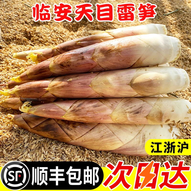 精选临安天目雷笋新鲜现挖大笋腌笃鲜竹笋农家鲜竹笋天目春笋冬笋