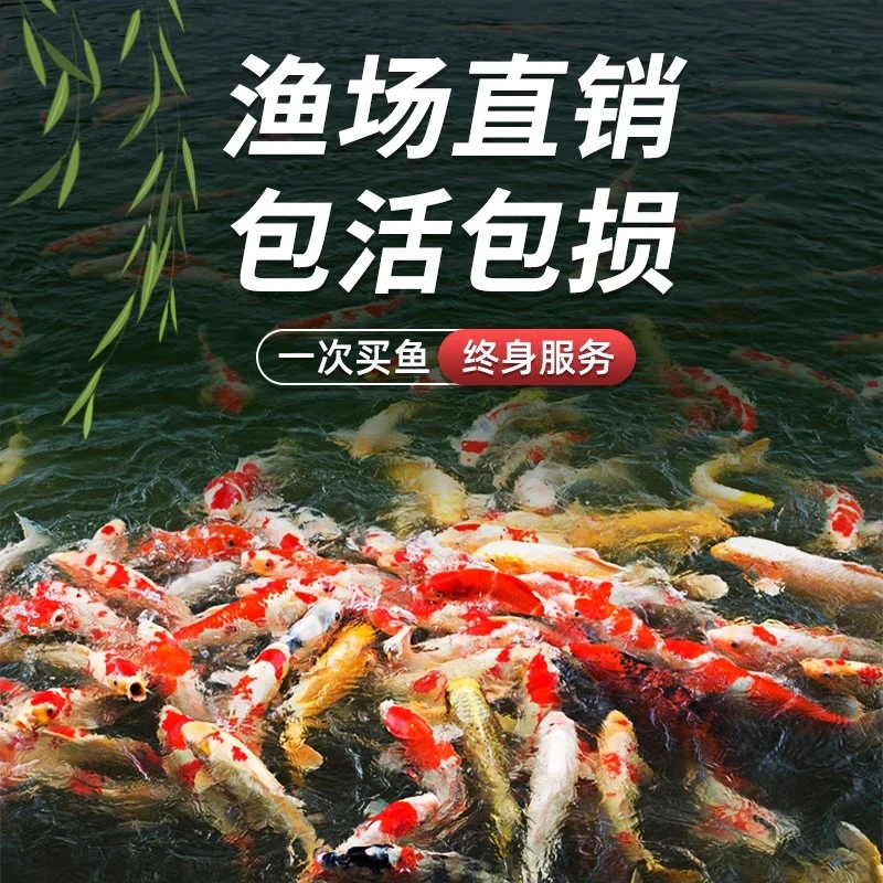 （七条装）火鲤铁包金黄蝴蝶红鹦鹉熊猫玛雅冷水鱼随机混搭发货