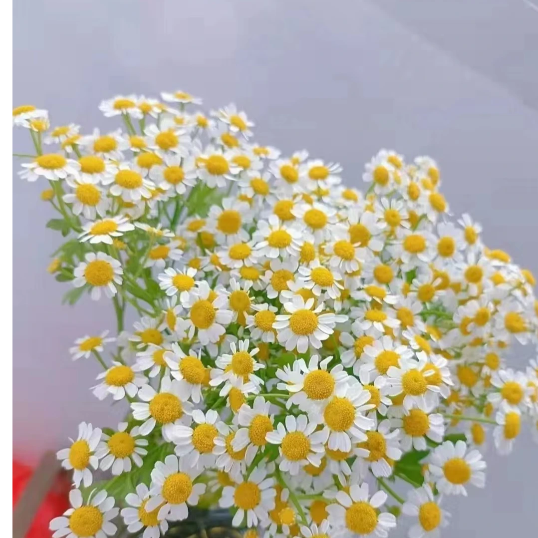 洋甘菊一扎多头