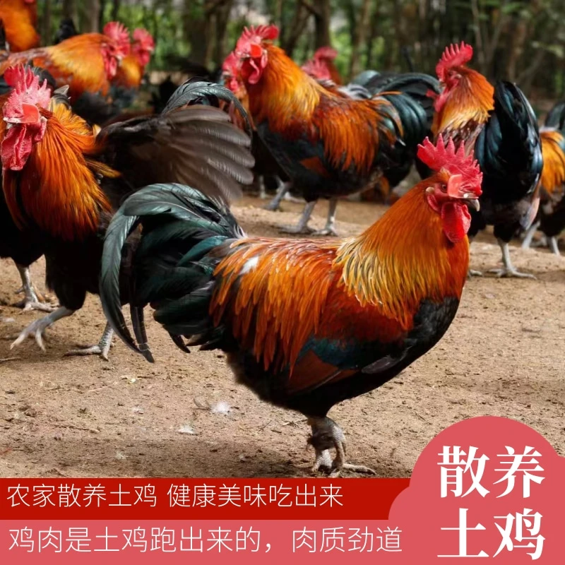 正宗农家散养优质土公鸡活鸡现杀土鸡公鸡新鲜鸡肉笨鸡整鸡鸡公