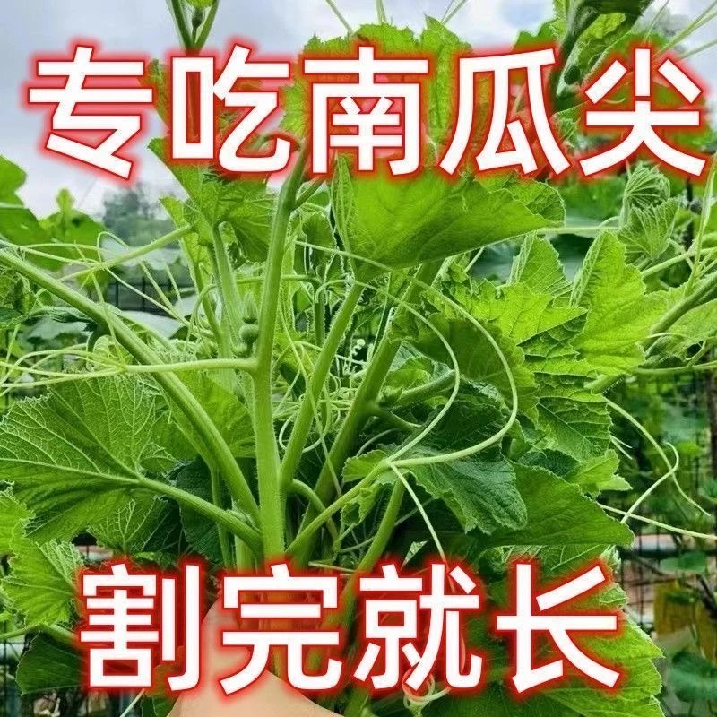 【全店满五包包邮】专吃南瓜尖种子南瓜嫩茎叶四季蔬菜种子