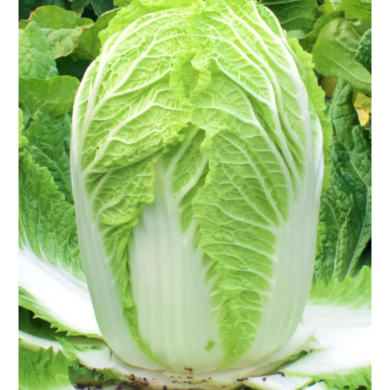 大白菜种子晚熟蔬菜种子