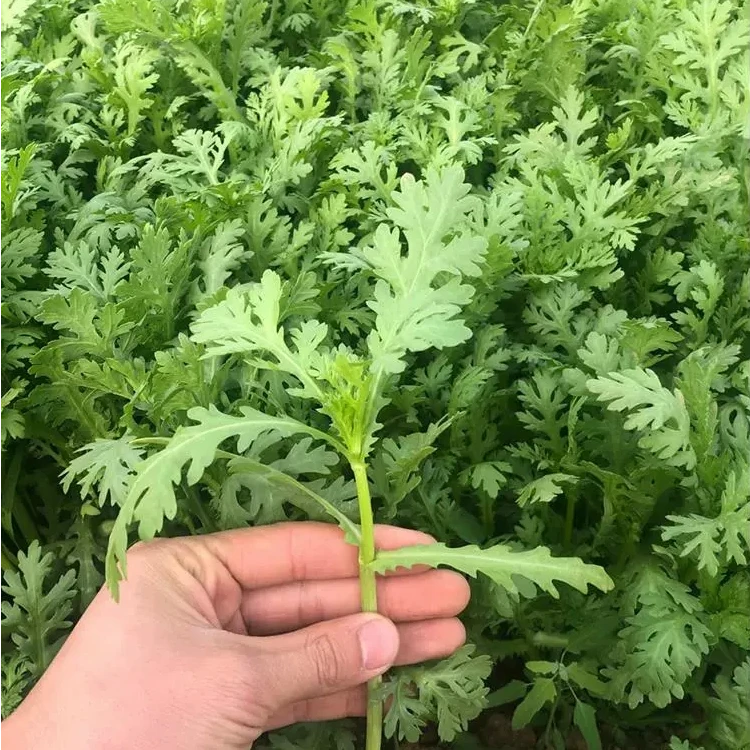 【全场满五包包邮】茼蒿菜种籽小叶茼蒿种子皇帝菜蔬菜种孑