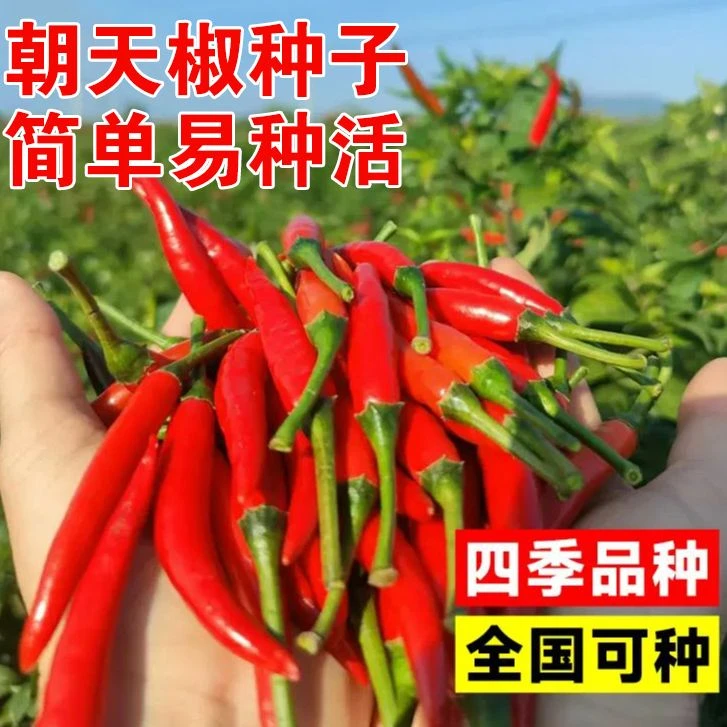 【全场满五包包邮】朝天辣椒种子小米辣椒种籽