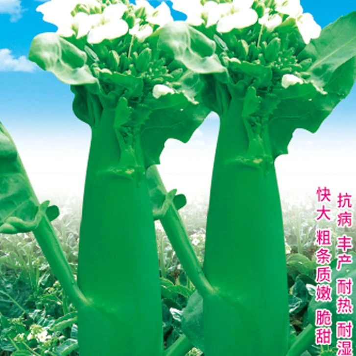 芥兰种子芥兰菜种籽绿芥蓝种孑四季蔬菜籽
