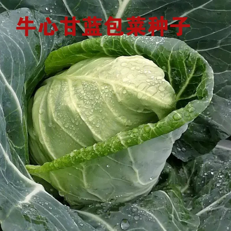 牛心甘蓝种子包菜种孑甘兰蔬菜种籽