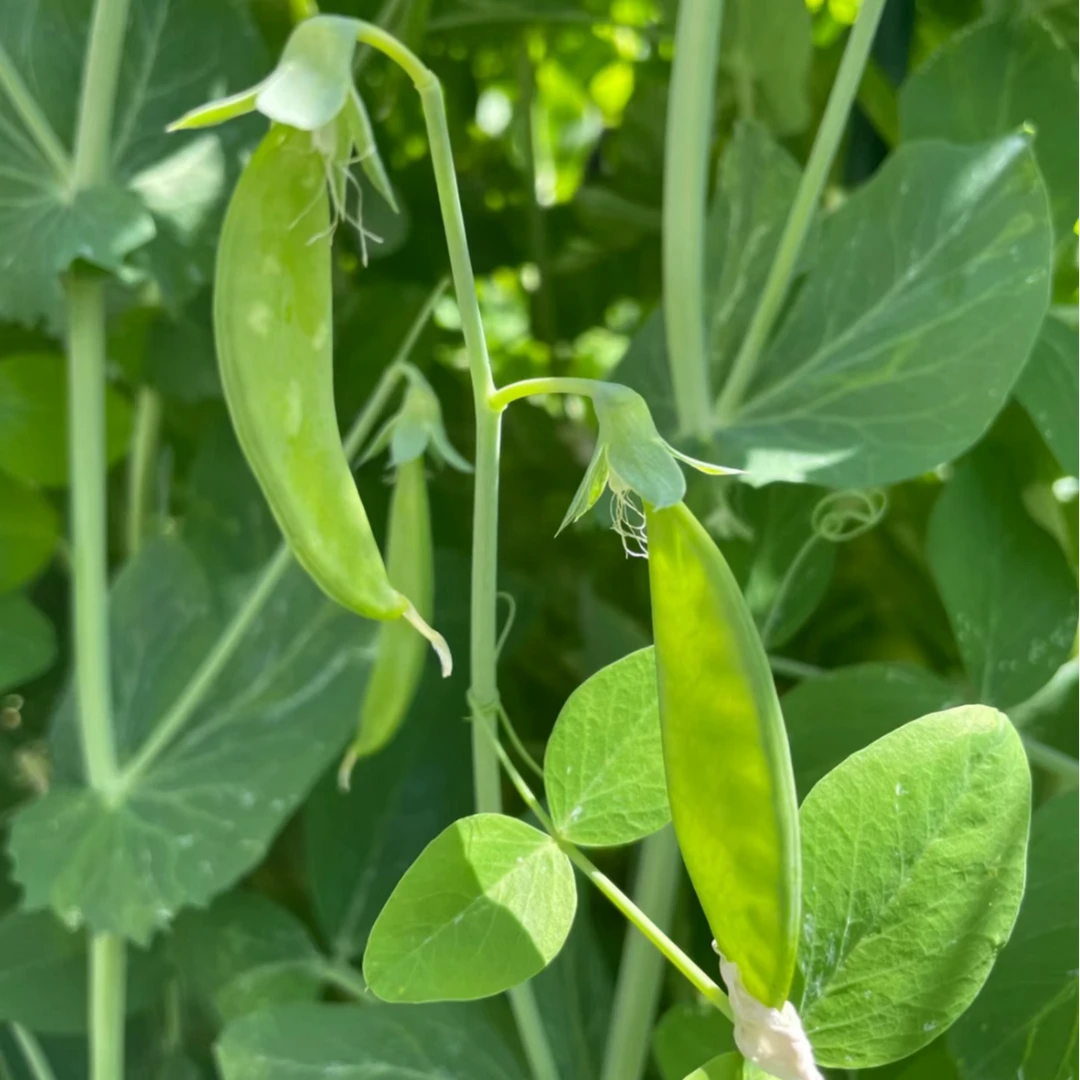 【全店满五包包邮】矮生双荚荷兰豆种子白花软荚豆籽蔬菜种孑