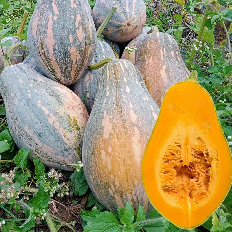 香芋甜南瓜种籽南瓜种孑蔬菜种子