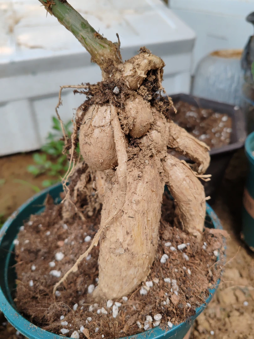 月之桂直播专用链接一物一拍，块根叶仙，嫁接蟹爪兰