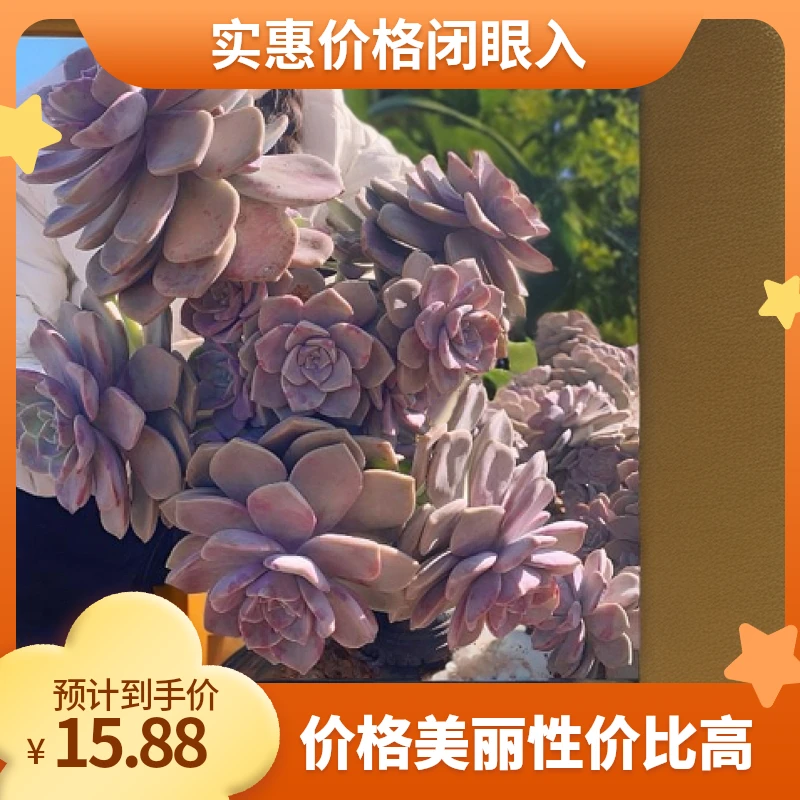 多肉植物 地栽精品紫乐 30公分以上发货 新手好养 阳台花园必备