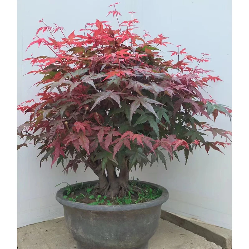 正扬盆景 一物一拍 以直播间截图为准