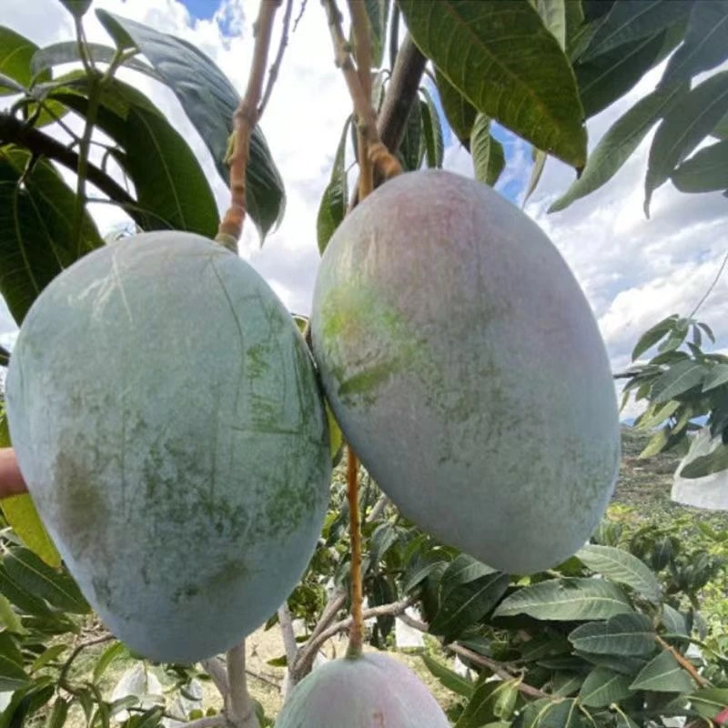攀枝花凯特芒果四川大青芒5/9斤应当季新鲜水果整箱包邮价1g