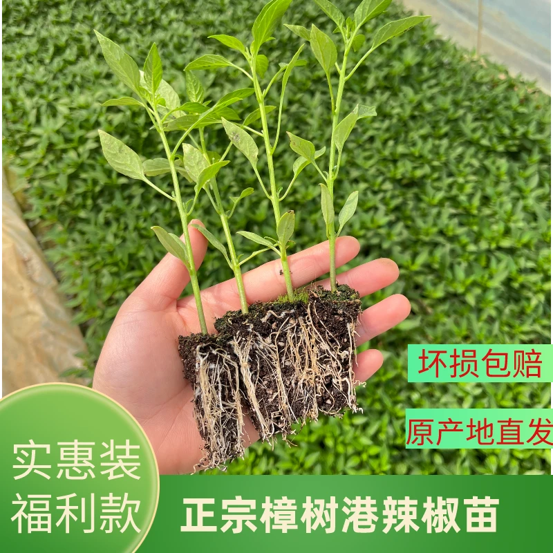 正宗樟树港辣椒散苗 第二季春苗  原产地直供 盆栽地栽 湖南辣椒