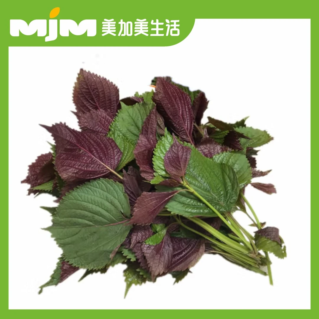 精选紫苏（约60g）