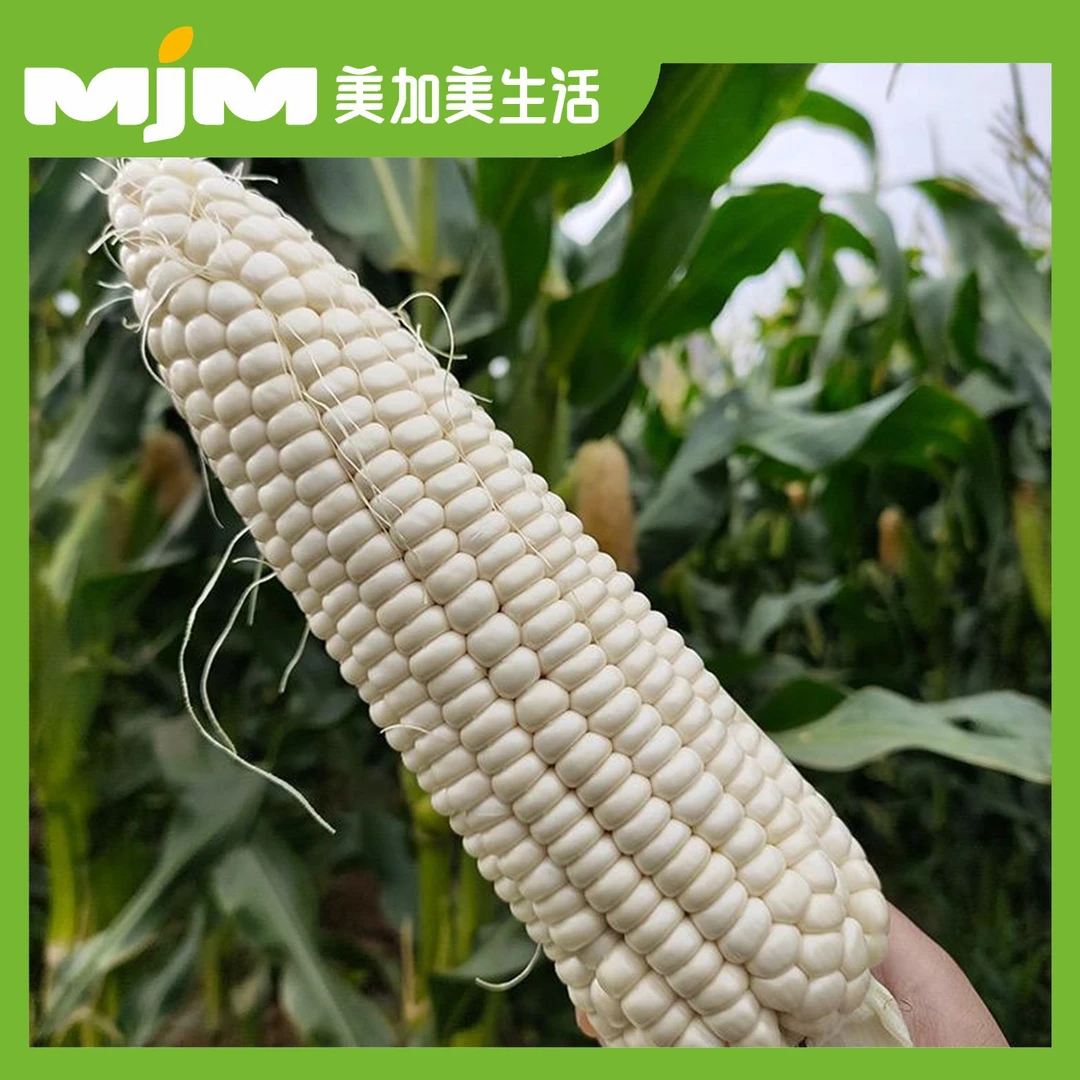 【5个/份】忻城白糯玉米（带皮）白糯玉米广西壮族自治区