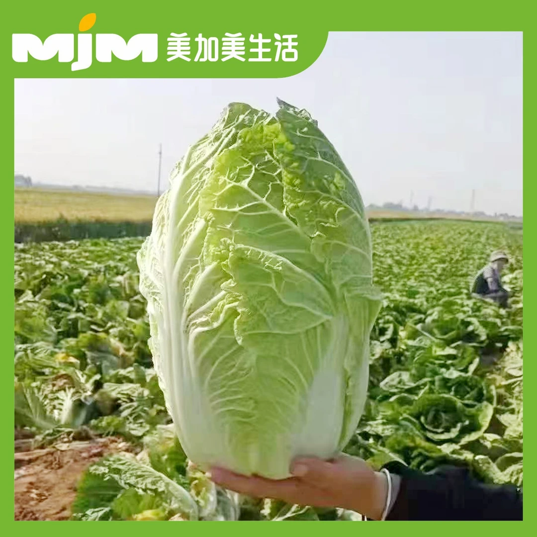 【1颗约6.5-8斤】新疆大白菜