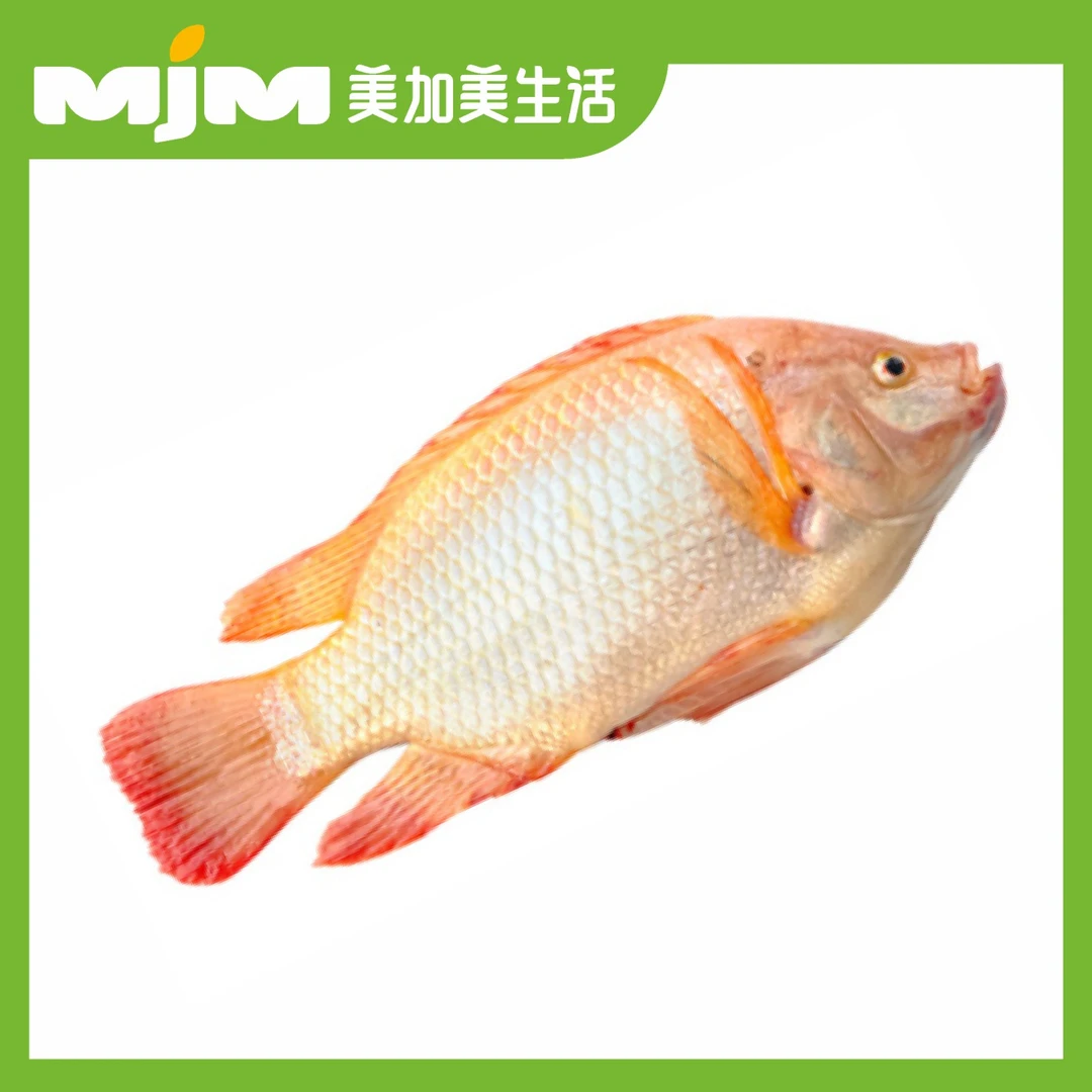 红罗非鱼（杀好约0.7斤/条）