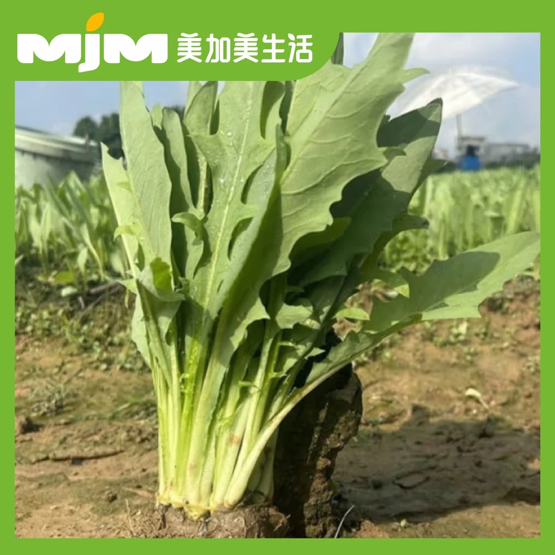 甜麦菜(约400-500g)