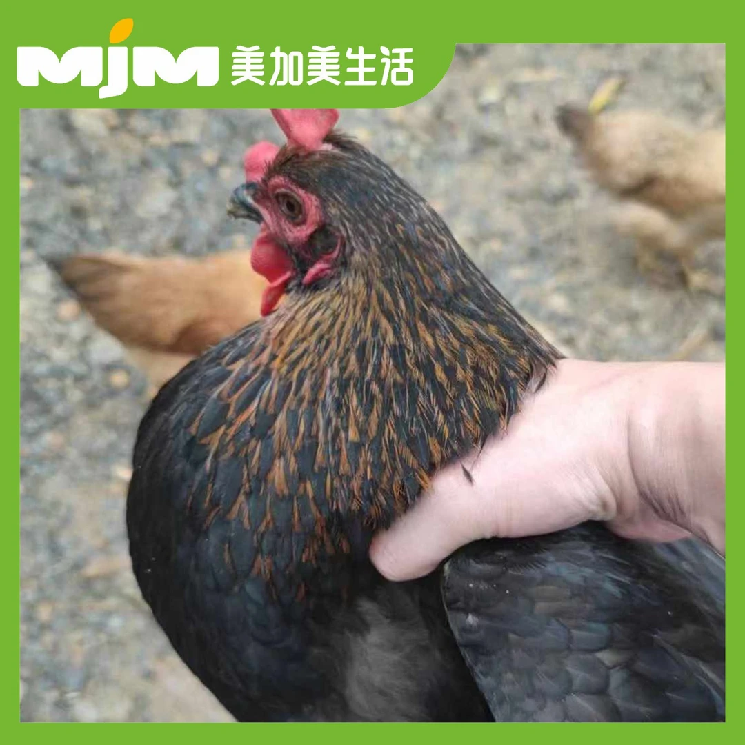 【1】返野生百草土鸡160天（2.6-3斤/只）