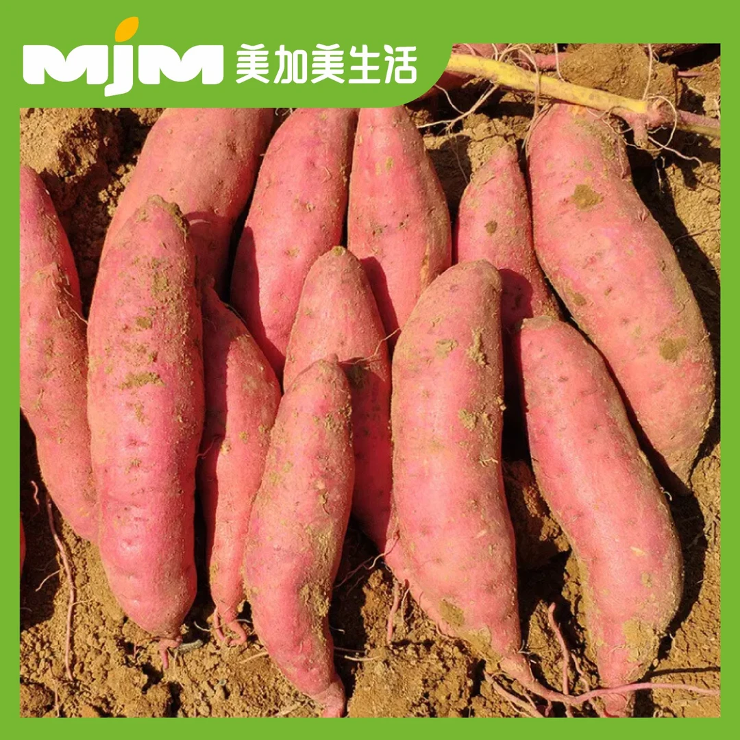 西瓜红蜜薯（约750g）其他