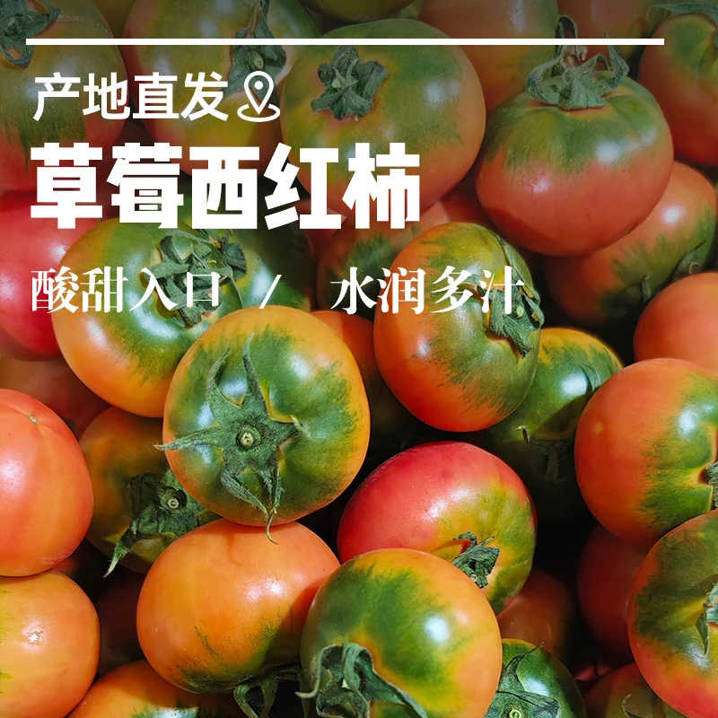 水果番茄草莓柿子铁皮绿腚西红柿口感番茄秧苗四季盆栽掌柜热卖