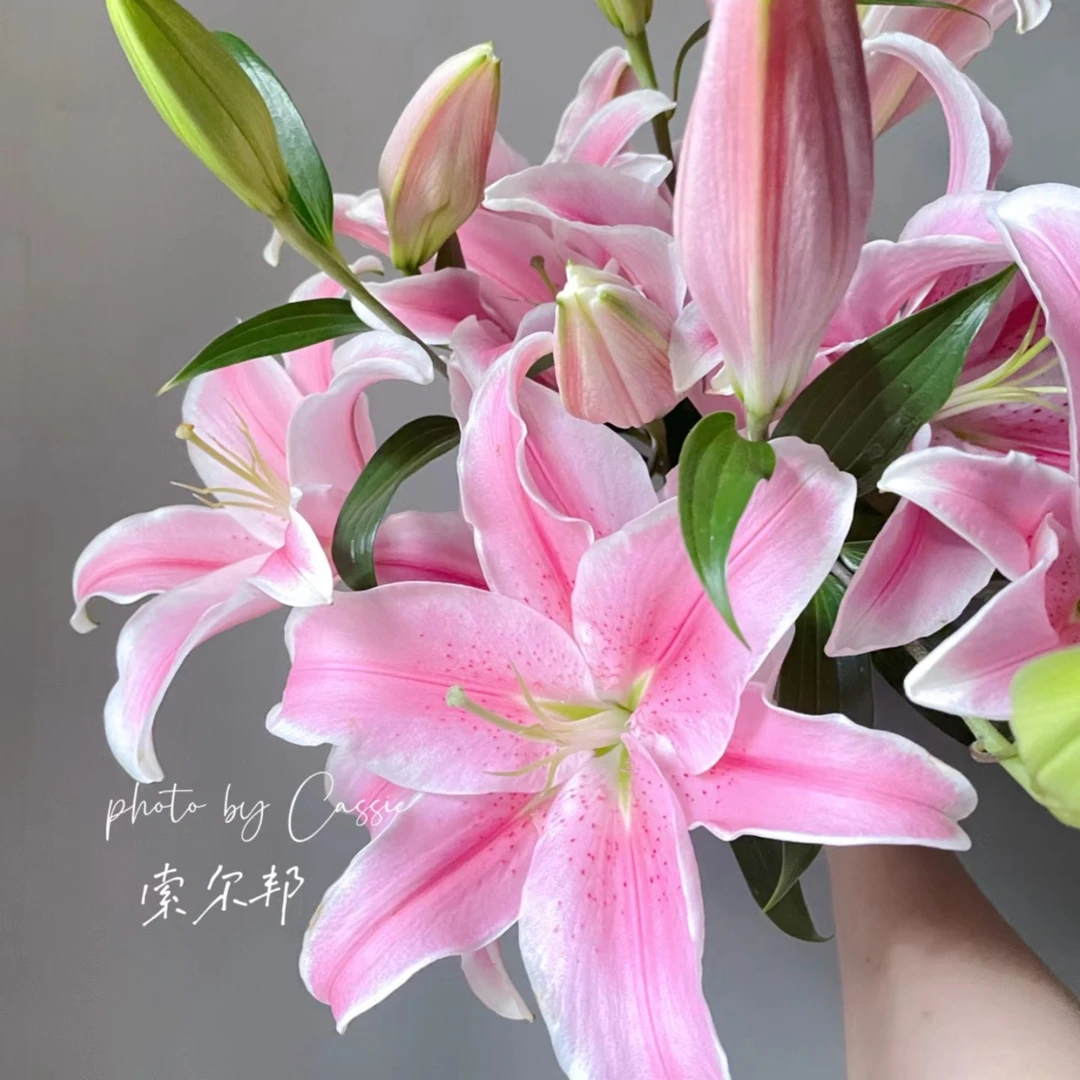 【索尔邦】香水百合花云南鲜花基地直发水养花家用插花办公室鲜切花