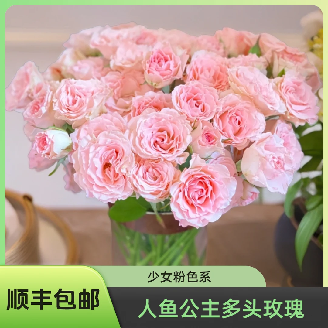 天堂鸟 | 多头玫瑰-人鱼公主 直播专享 鲜花云南直发新鲜水养鲜切