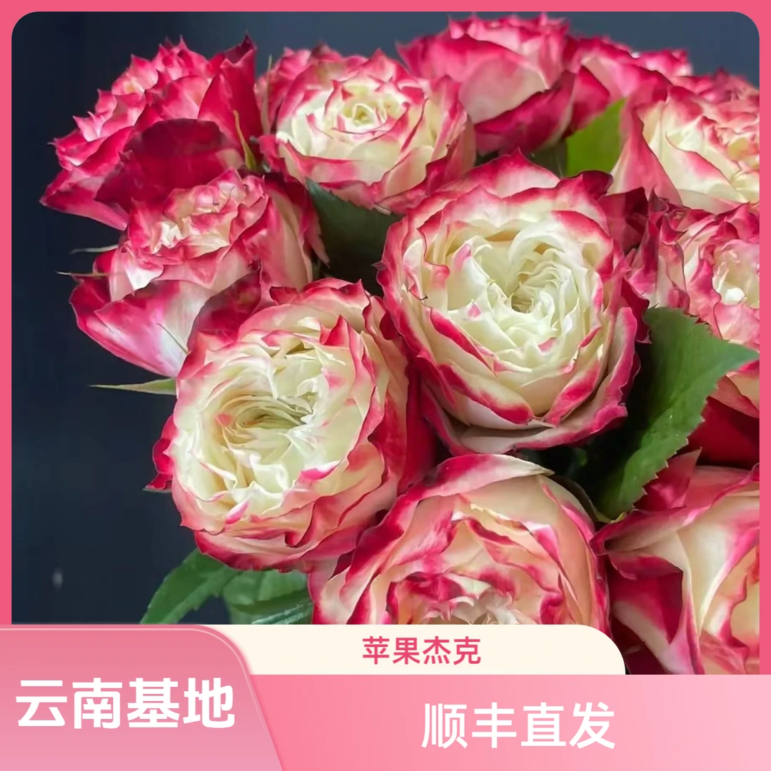 天堂鸟|苹果杰克玫瑰鲜花云南直发新鲜采摘玫瑰品种插花空运花艺