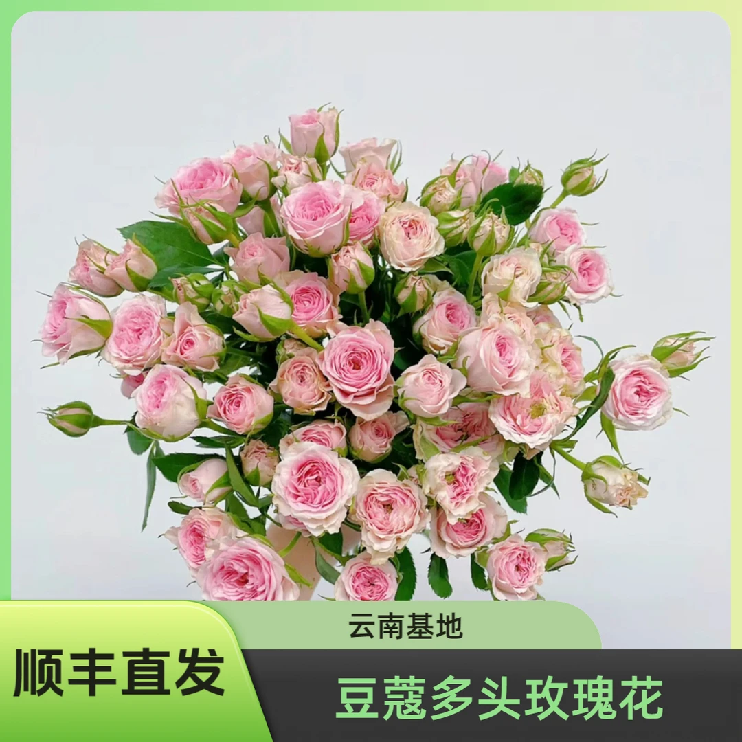 天堂鸟 |  豆蔻多头玫瑰花鲜花新鲜养护生活家庭插花花艺包赔产品