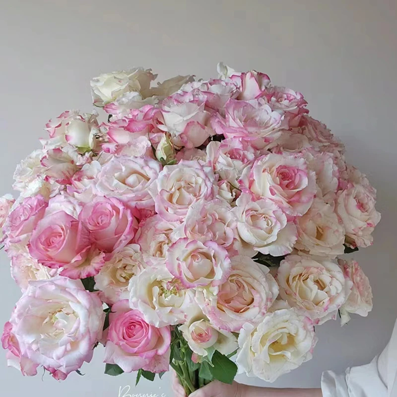 天堂鸟霓裳多头玫瑰鲜花10支/扎云南鲜切花基地直发