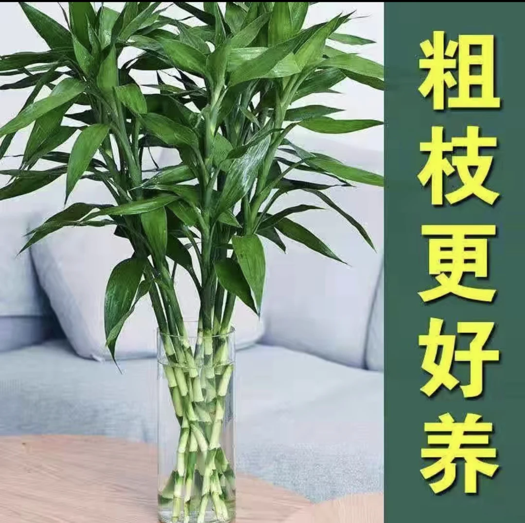 【基地直发】富贵竹玄关使用好看耐养大花 广州发货 退货 库存 客厅