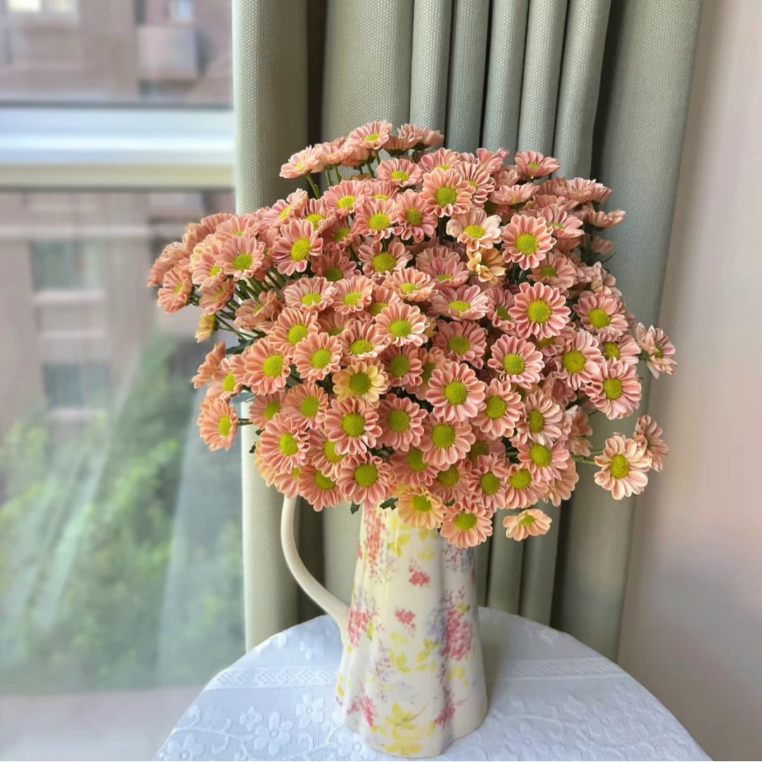 【基地直达】广州小雏菊耐养 好看 家居鲜花全国包邮大花标准多花苞