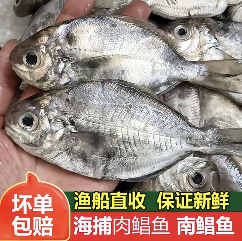惠来神泉港 南昌鱼 乌脐4-5条净重400克/
