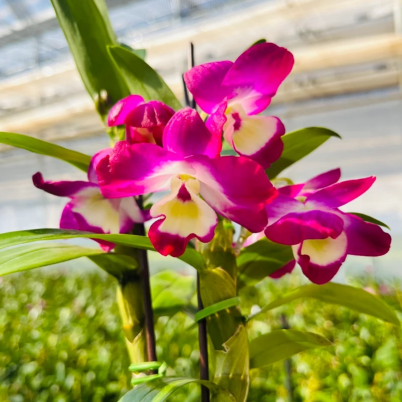 福利款【石斛兰】好养活 高品带香味 带花苞 种植基地发货